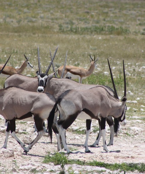 Senza Orizzonti Viaggi - viaggio cultura namibia