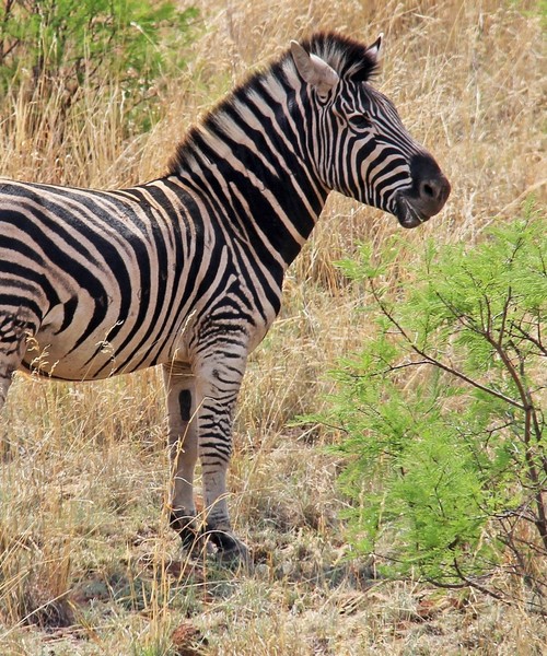 Senza Orizzonti Viaggi - viaggio cultura sudafrica